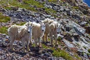 Mountain Goats-0533.jpg Mountain Goats-0533.jpg
